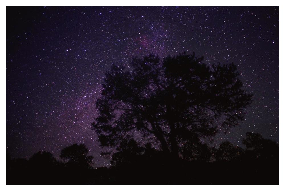 Starry Sky With Silhouetted Oak Tree-Paper Art-50X34