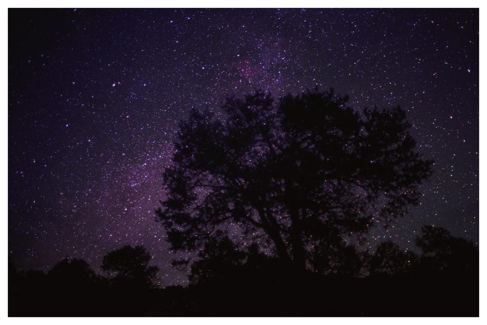 Starry Sky With Silhouetted Oak Tree-Paper Art-62X42