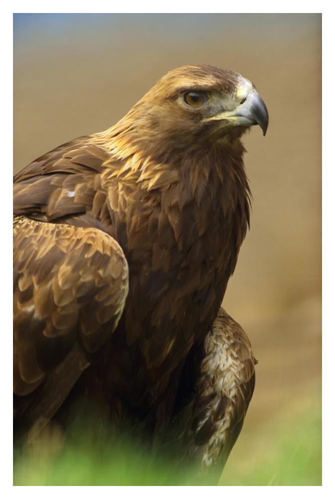 Golden Eagle Portrait, North America-Paper Art-14X20