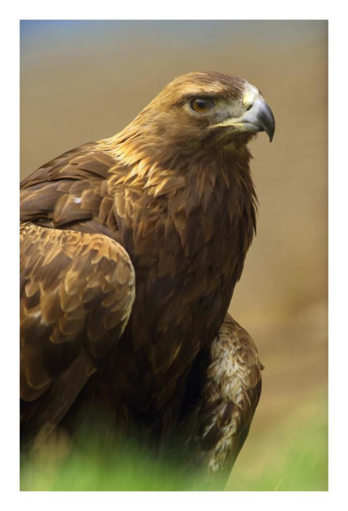Golden Eagle Portrait, North America-Paper Art-18X26