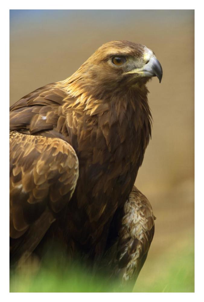 Golden Eagle Portrait, North America-Paper Art-22X32