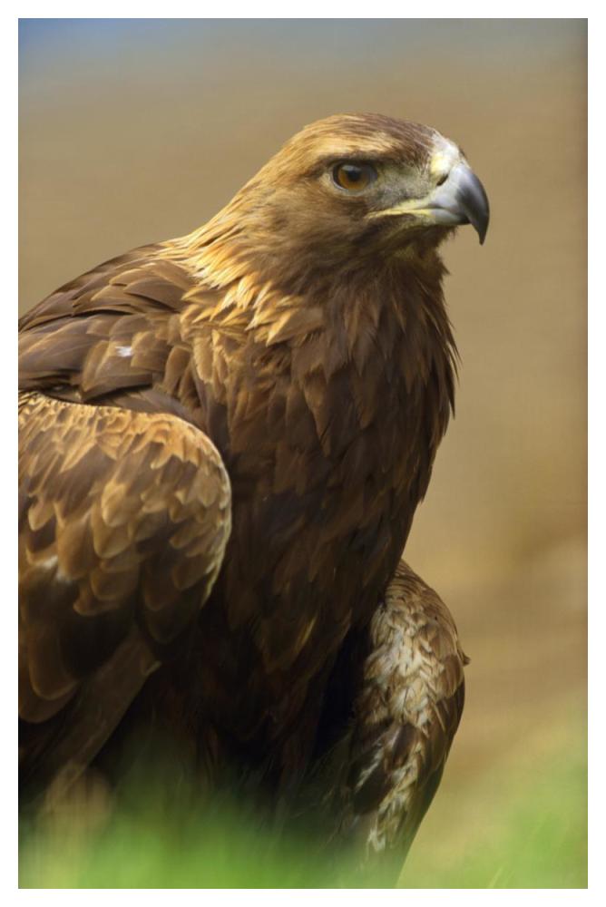 Golden Eagle Portrait, North America-Paper Art-34X50