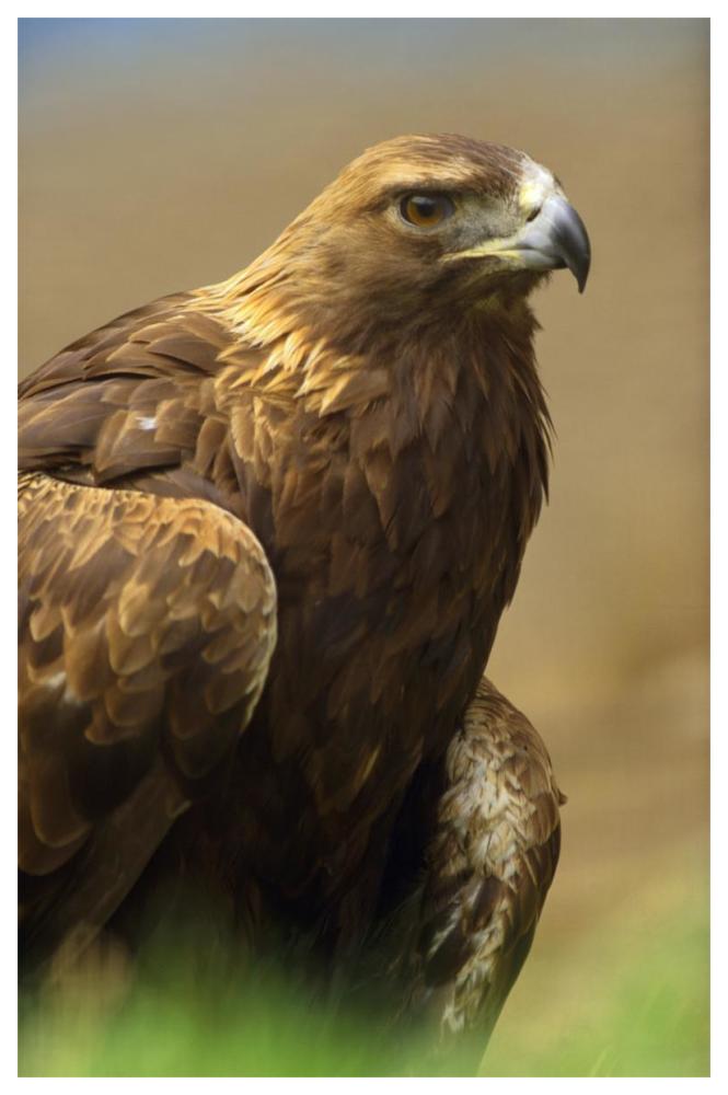 Golden Eagle Portrait, North America-Paper Art-42X62