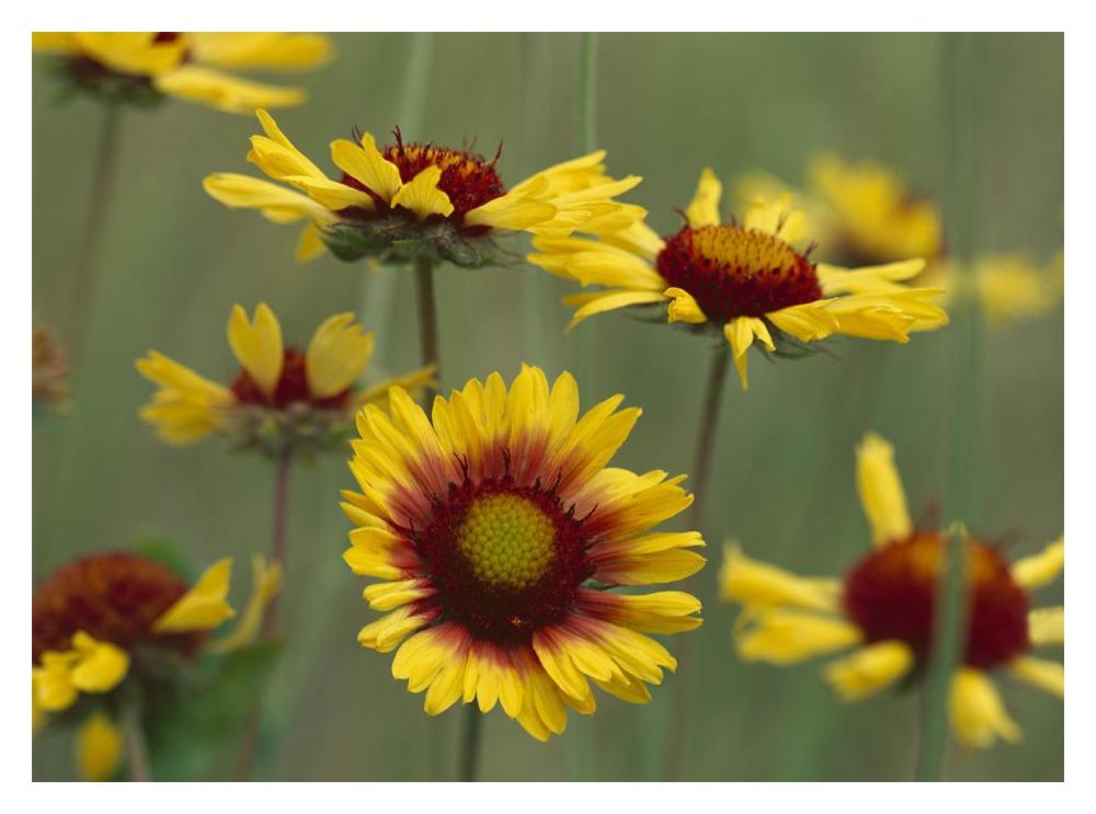 Indian Blanket Flowers North America-Paper Art-18X14