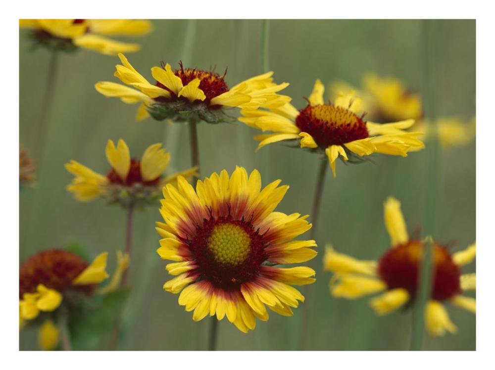 Indian Blanket Flowers North America-Paper Art-26X20
