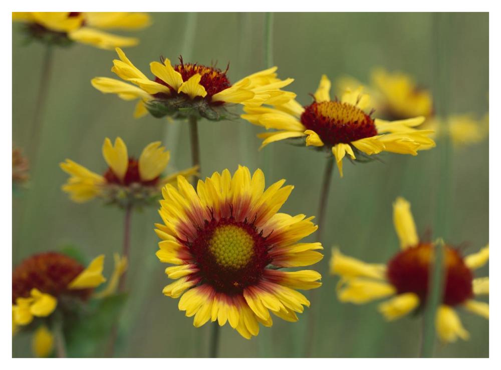 Indian Blanket Flowers North America-Paper Art-42X32