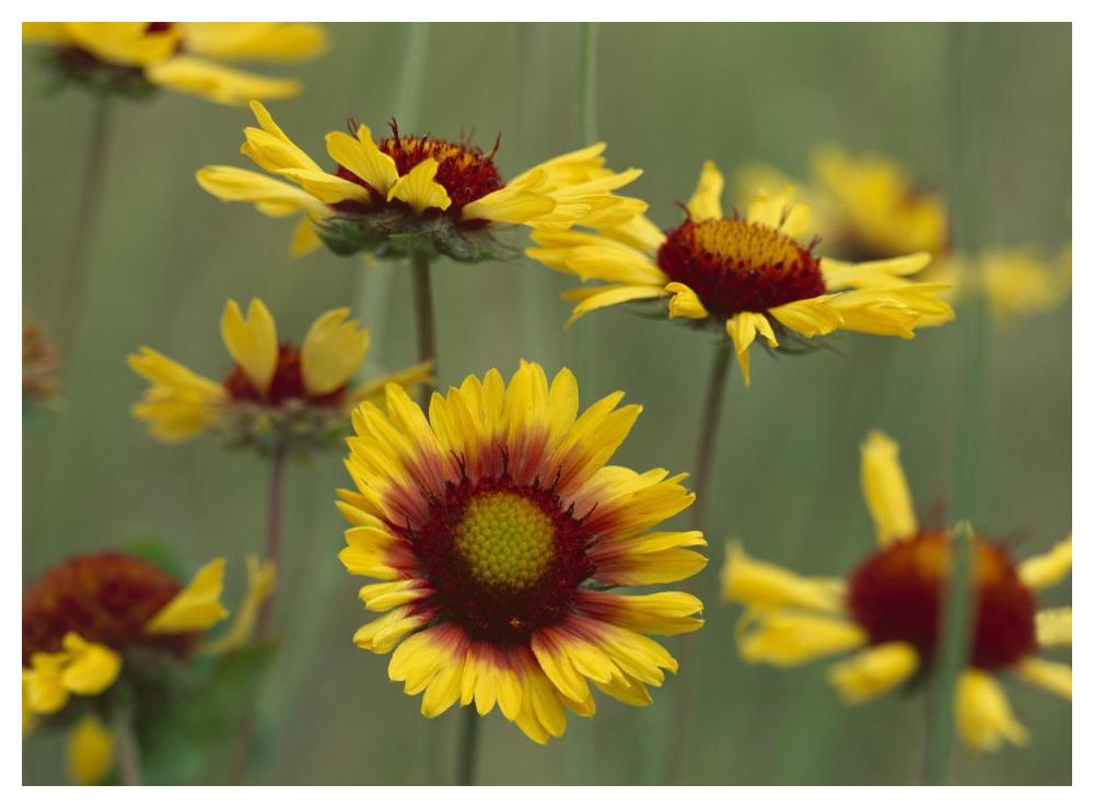 Indian Blanket Flowers North America-Paper Art-50X38