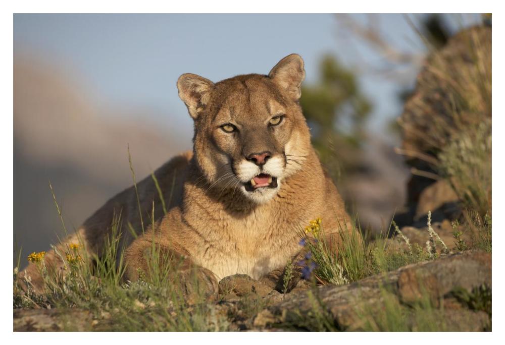 Mountain Lion Portrait, North America-Paper Art-20X14