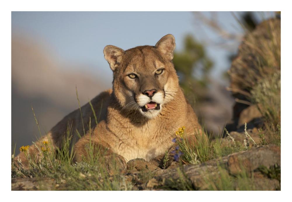Mountain Lion Portrait, North America-Paper Art-26X18