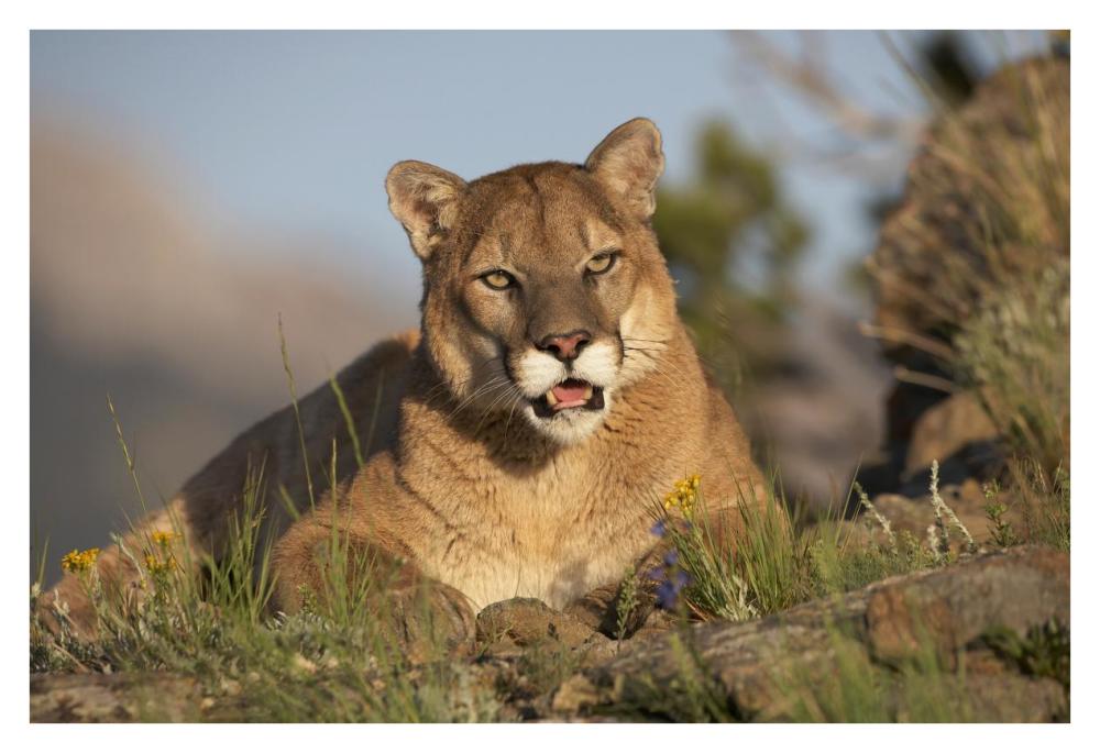 Mountain Lion Portrait, North America-Paper Art-38X26