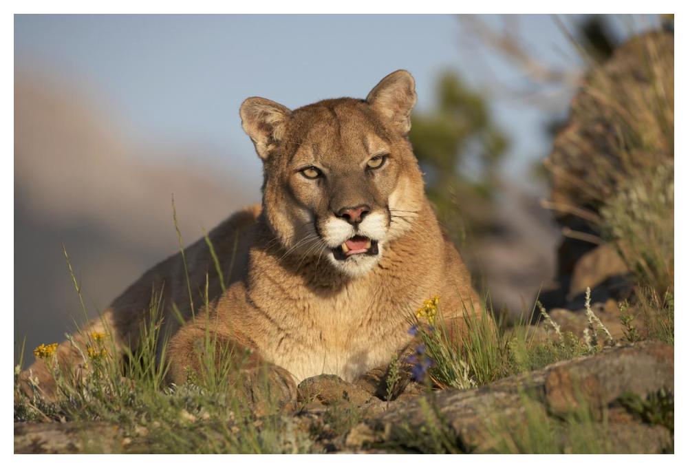 Mountain Lion Portrait, North America-Paper Art-50X34