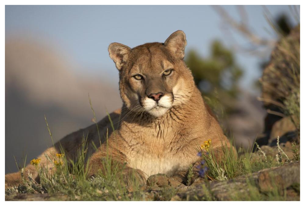 Mountain Lion Portrait, North America-Paper Art-62X42
