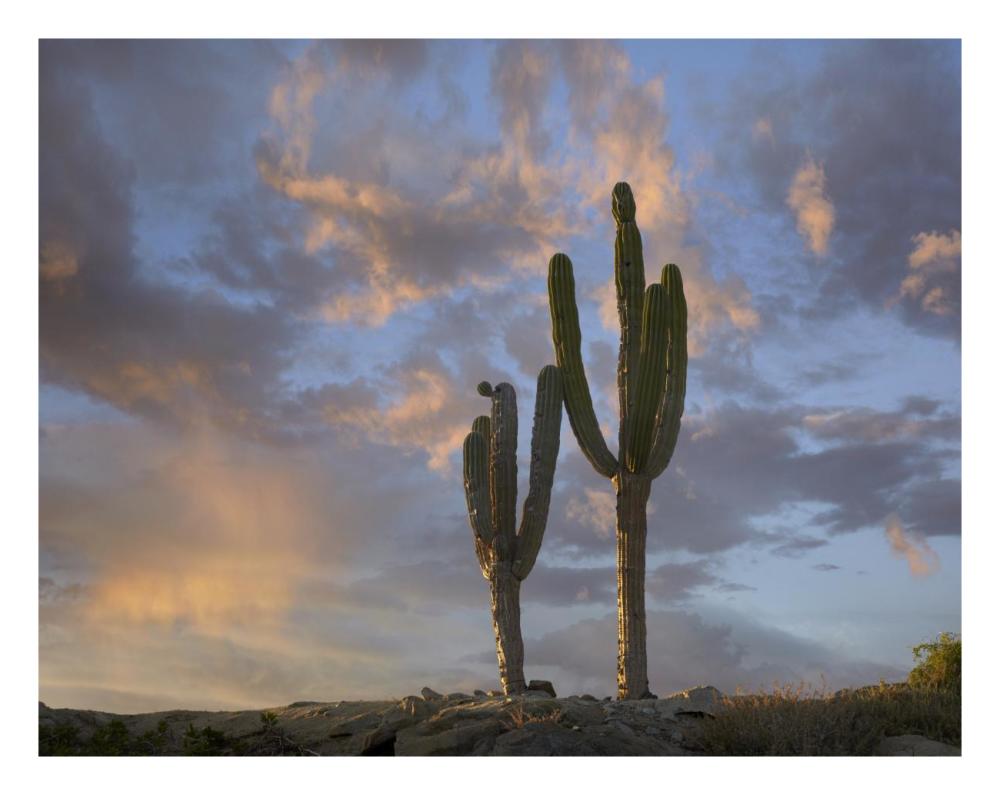 Saguaro Cacti, Cabo San Lucas, Mexico-Paper Art-26X20