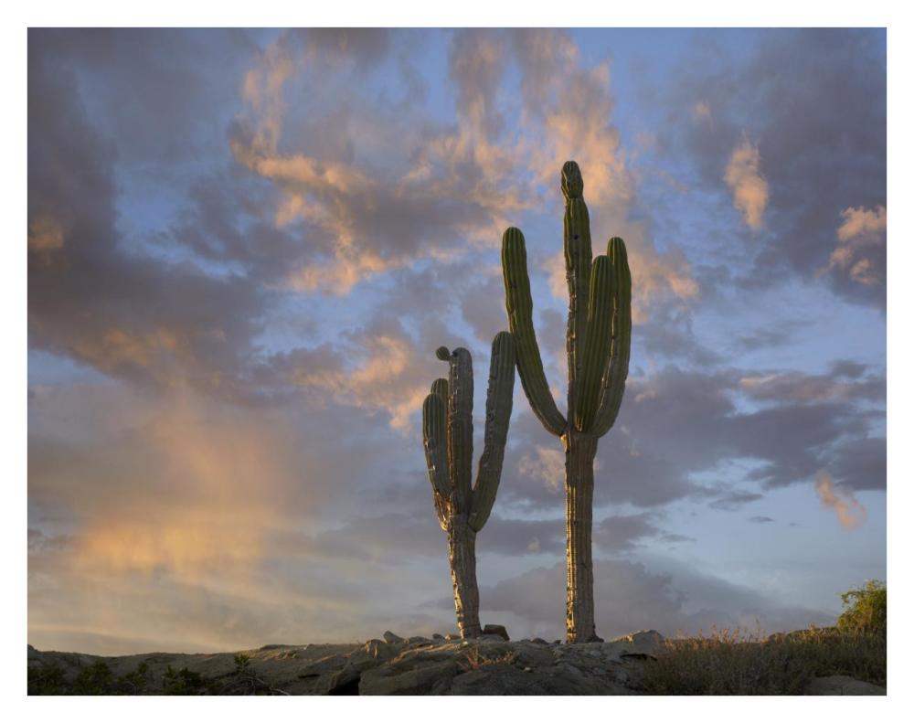 Saguaro Cacti, Cabo San Lucas, Mexico-Paper Art-34X26
