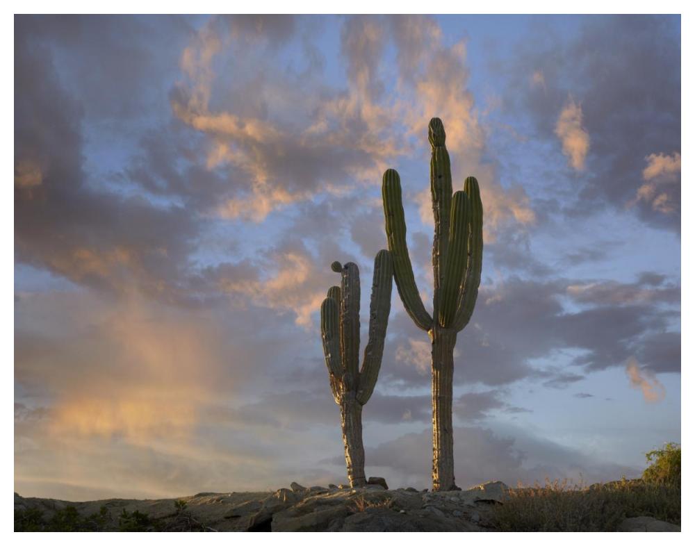 Saguaro Cacti, Cabo San Lucas, Mexico-Paper Art-50X38