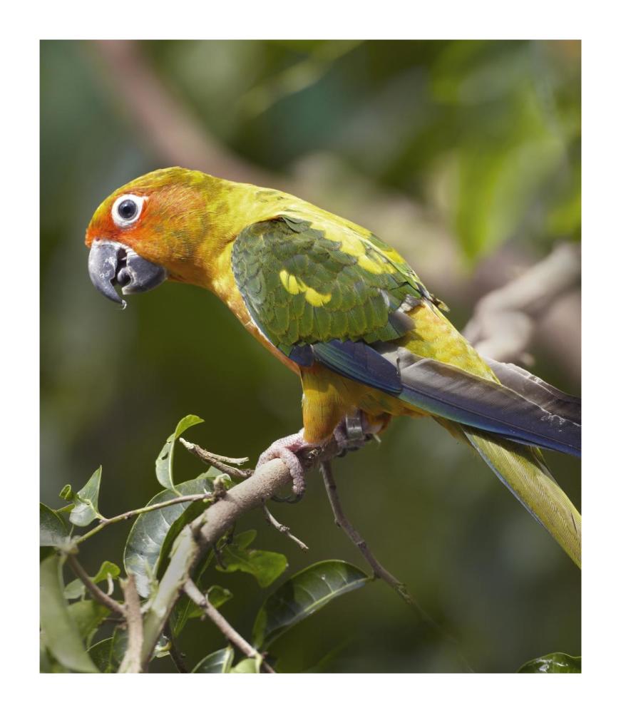 Sun Parakeet, Native To South America-Paper Art-15.76X18
