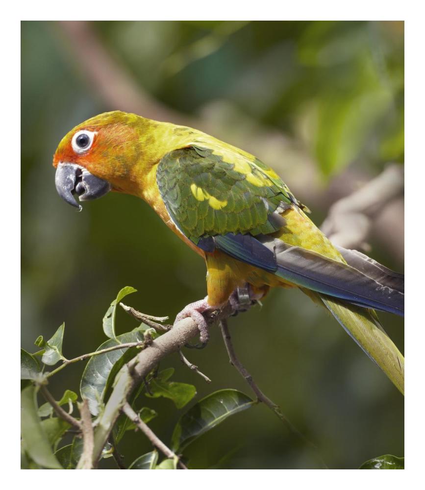 Sun Parakeet, Native To South America-Paper Art-20.92X24