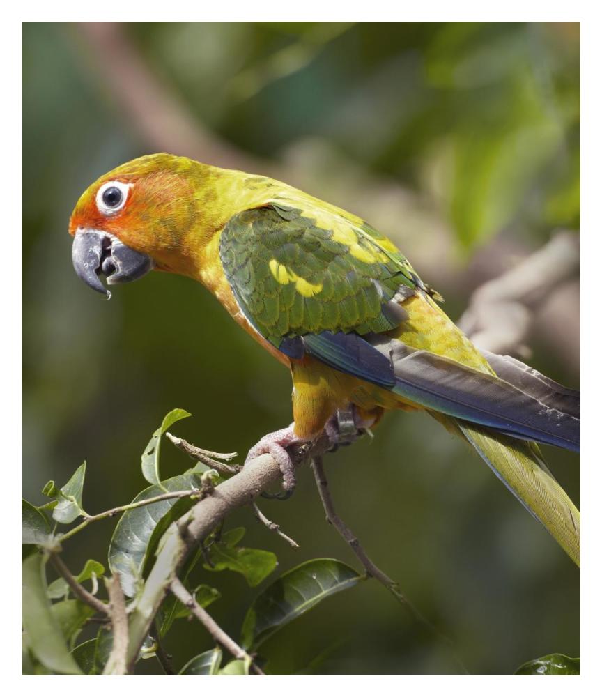 Sun Parakeet, Native To South America-Paper Art-27.8X32