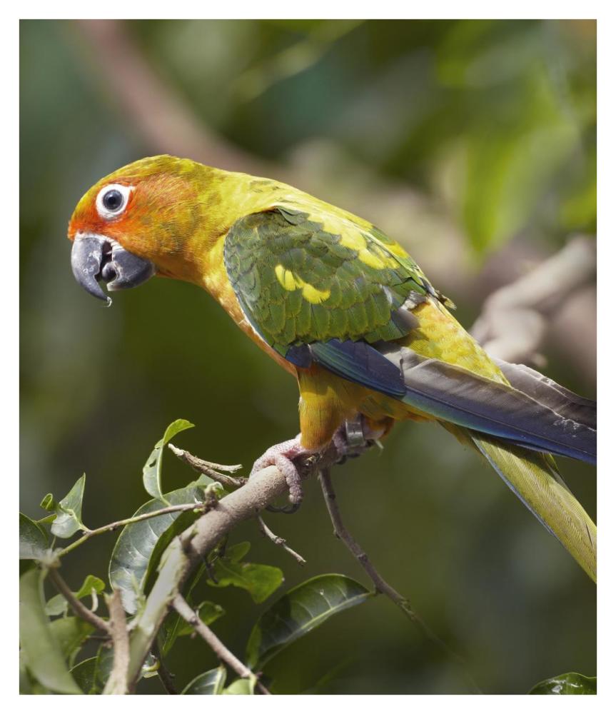 Sun Parakeet, Native To South America-Paper Art-32.96X38
