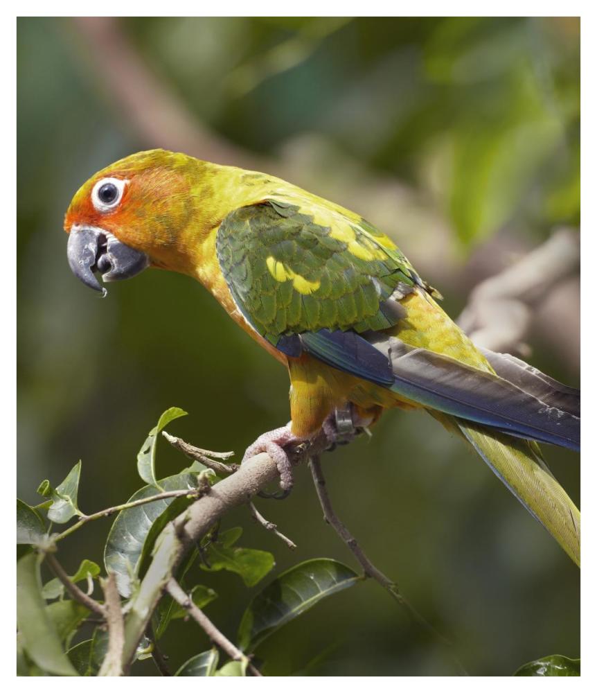 Sun Parakeet, Native To South America-Paper Art-36.4X42