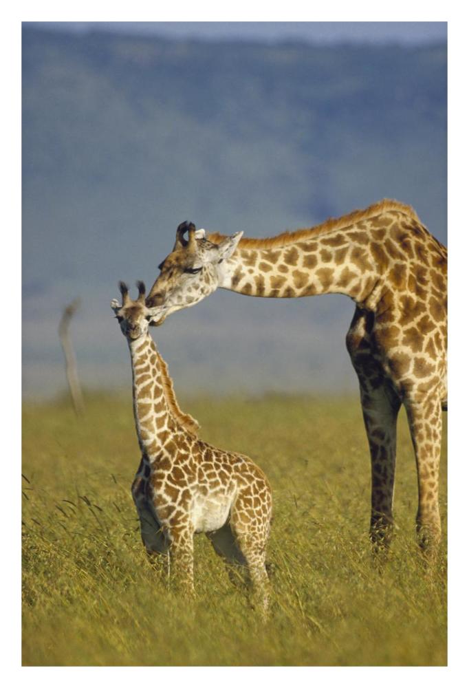 Masai Giraffe Mother And Young, Kenya-Paper Art-22X32
