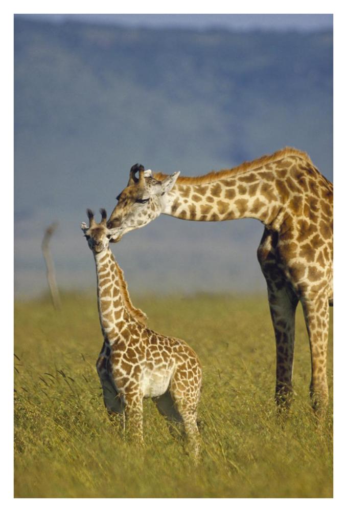 Masai Giraffe Mother And Young, Kenya-Paper Art-26X38
