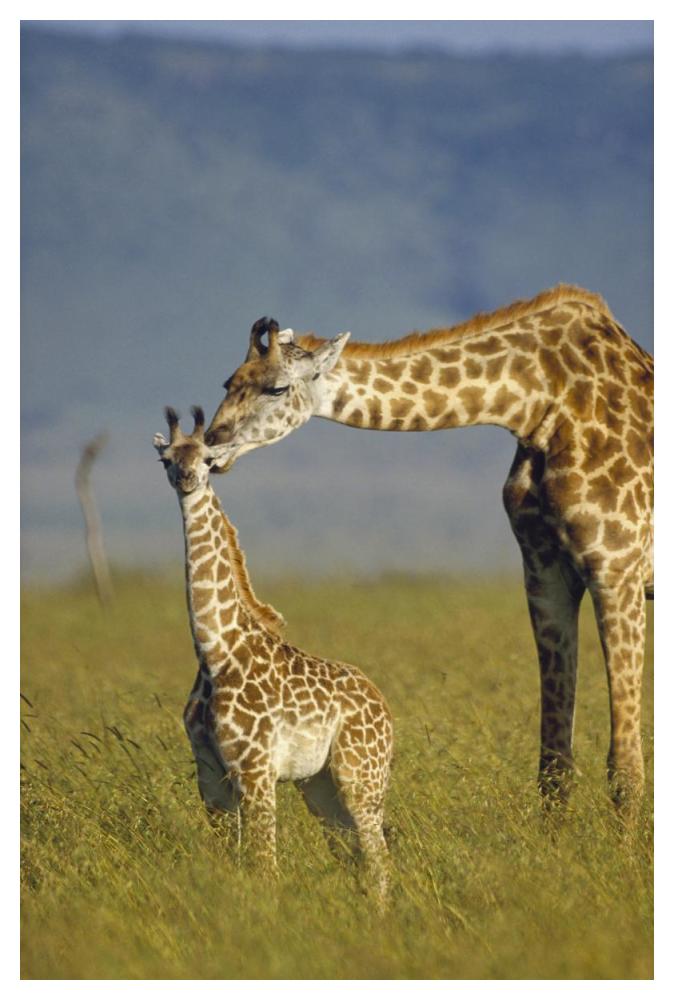 Masai Giraffe Mother And Young, Kenya-Paper Art-34X50