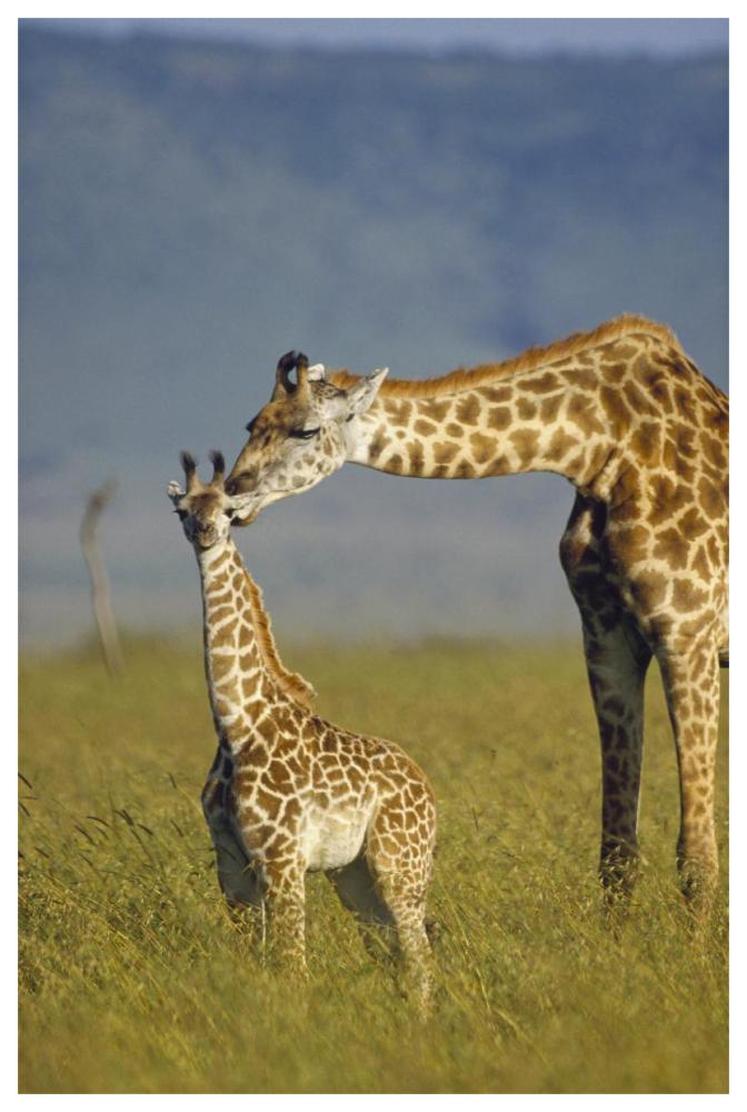 Masai Giraffe Mother And Young, Kenya-Paper Art-42X62