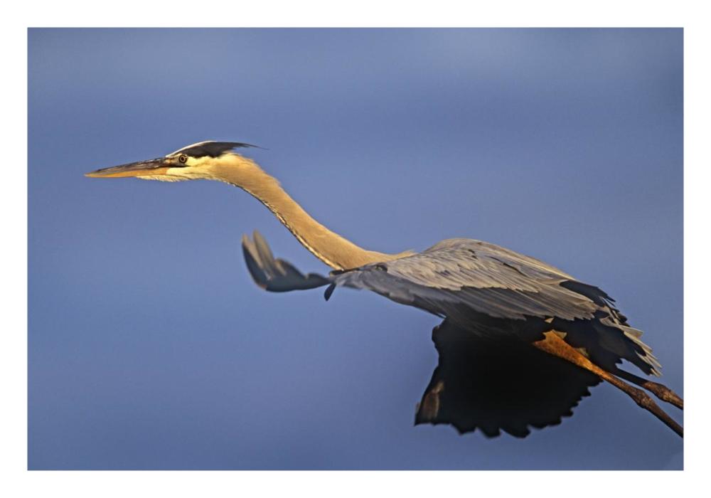 Great Blue Heron Flying, North America-Paper Art-26X18