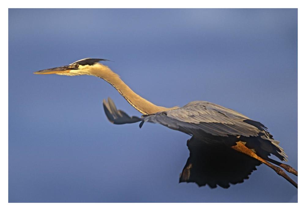 Great Blue Heron Flying, North America-Paper Art-38X26