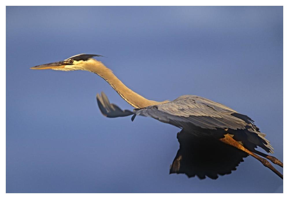 Great Blue Heron Flying, North America-Paper Art-50X34