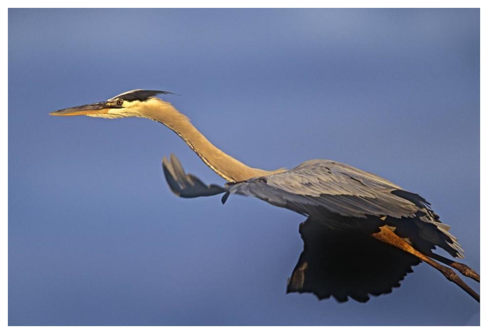 Great Blue Heron Flying, North America-Paper Art-62X42
