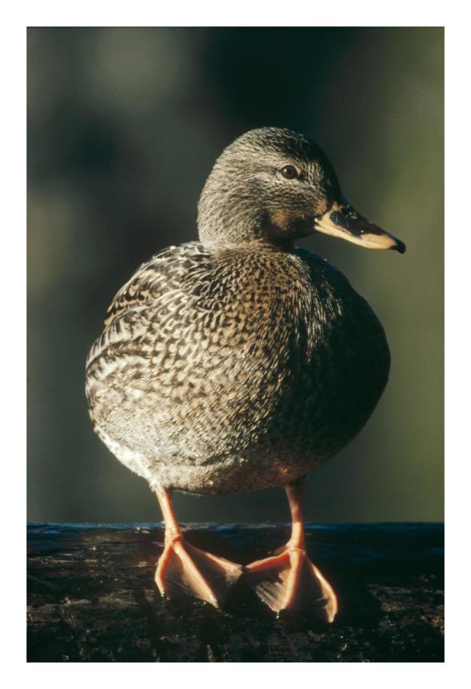 Mallard Female Portrait, North America-Paper Art-18X26
