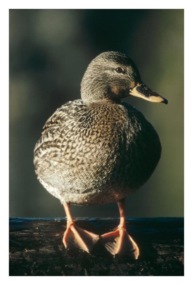 Mallard Female Portrait, North America-Paper Art-22X32