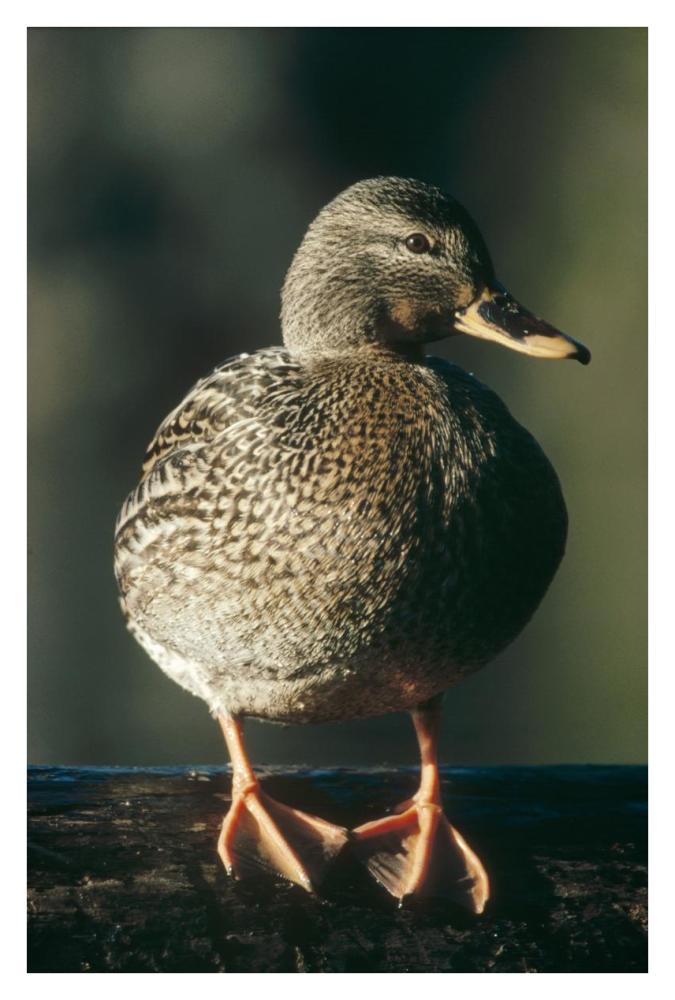 Mallard Female Portrait, North America-Paper Art-26X38