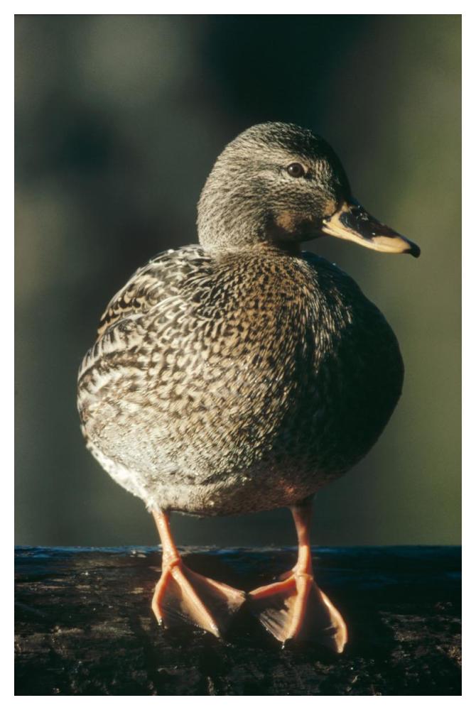 Mallard Female Portrait, North America-Paper Art-34X50