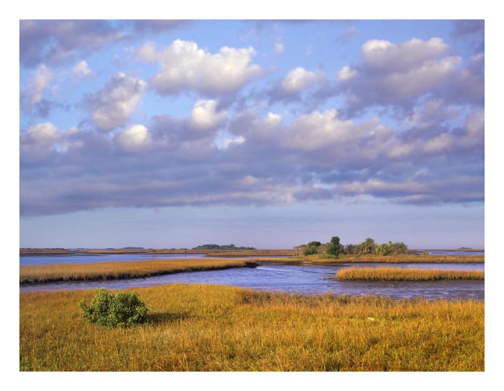 Saltwater Marshes At Cedar Key, Florida-Paper Art-26X20