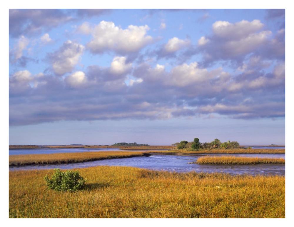 Saltwater Marshes At Cedar Key, Florida-Paper Art-34X26