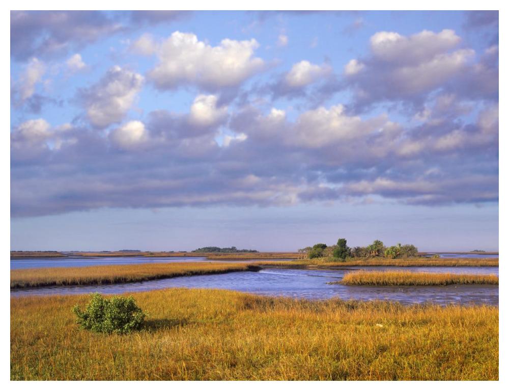 Saltwater Marshes At Cedar Key, Florida-Paper Art-50X38