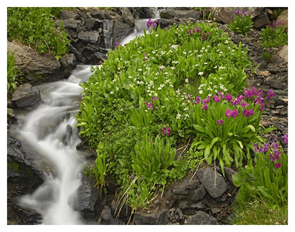 Porphyry Creek Near Silverton, Colorado-Paper Art-42X32