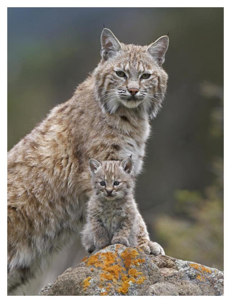 Bobcat Mother And Kitten, North America-Paper Art-32X42
