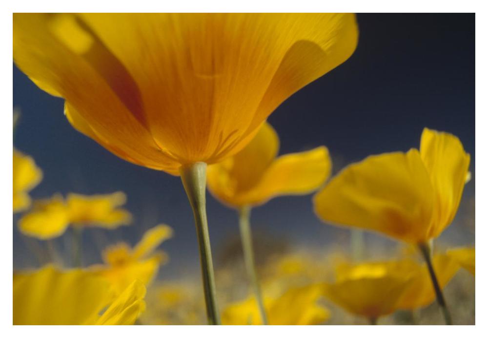 Mexican Golden Poppy Detail, New Mexico-Paper Art-20X14