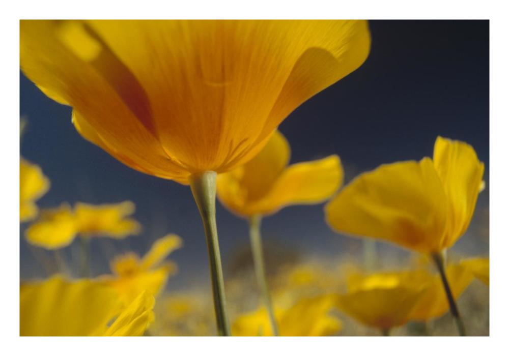 Mexican Golden Poppy Detail, New Mexico-Paper Art-26X18