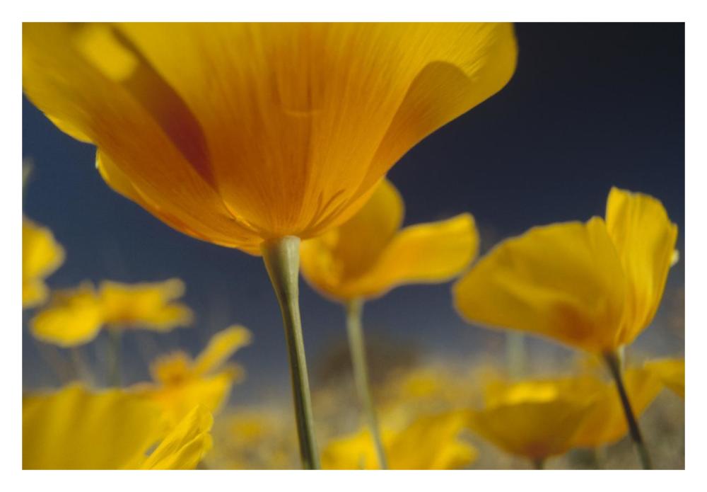 Mexican Golden Poppy Detail, New Mexico-Paper Art-32X22