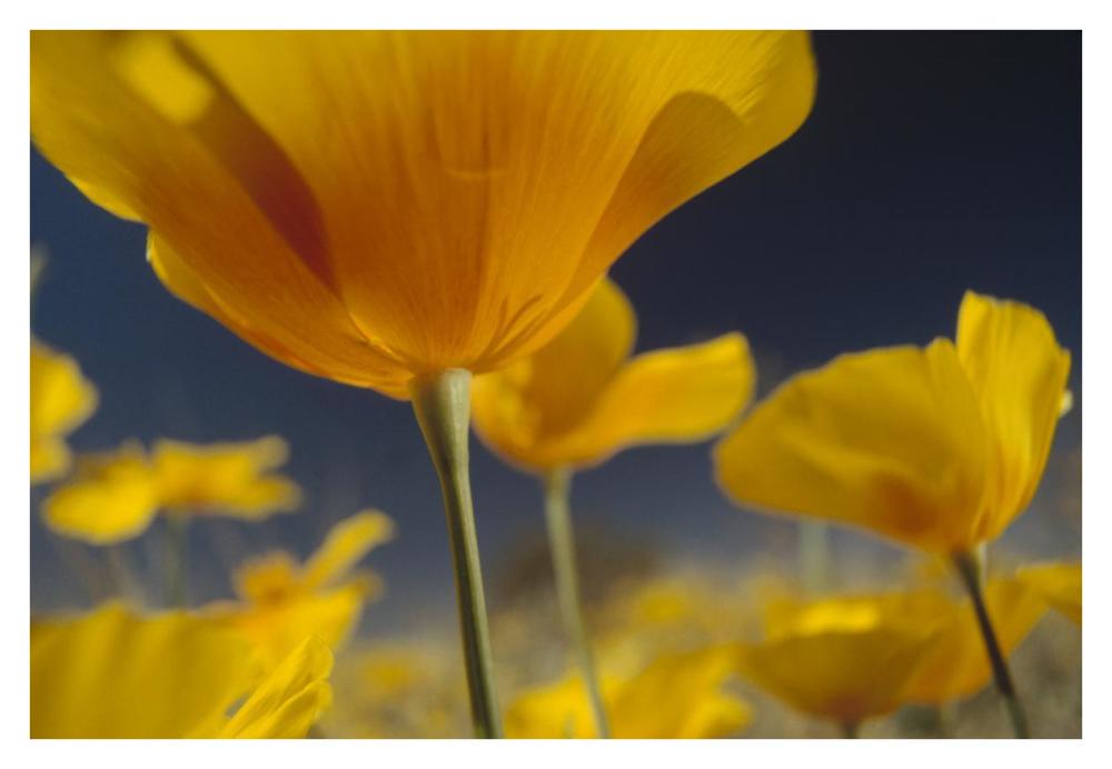 Mexican Golden Poppy Detail, New Mexico-Paper Art-38X26