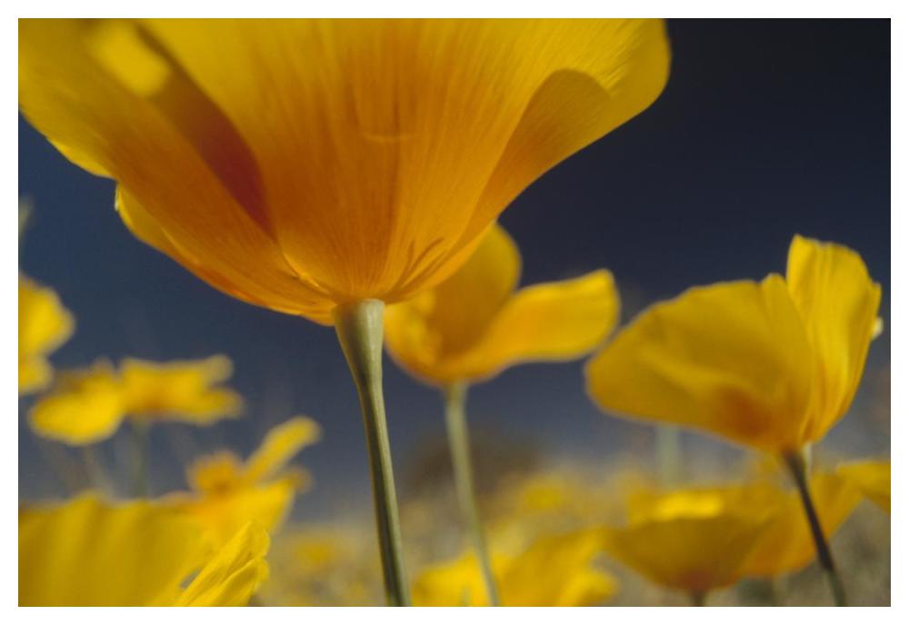 Mexican Golden Poppy Detail, New Mexico-Paper Art-50X34