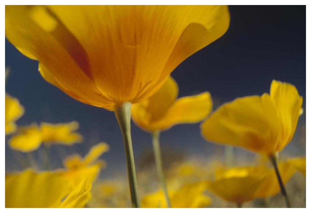 Mexican Golden Poppy Detail, New Mexico-Paper Art-62X42