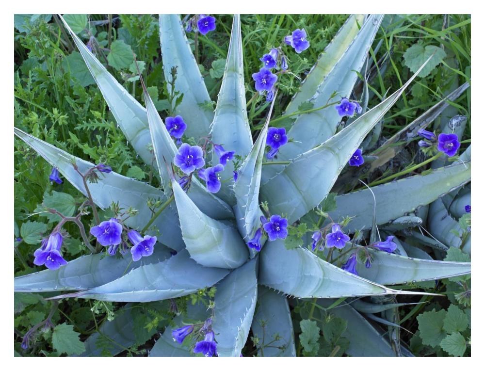 Desert Bluebell And Agave North America-Paper Art-18X14