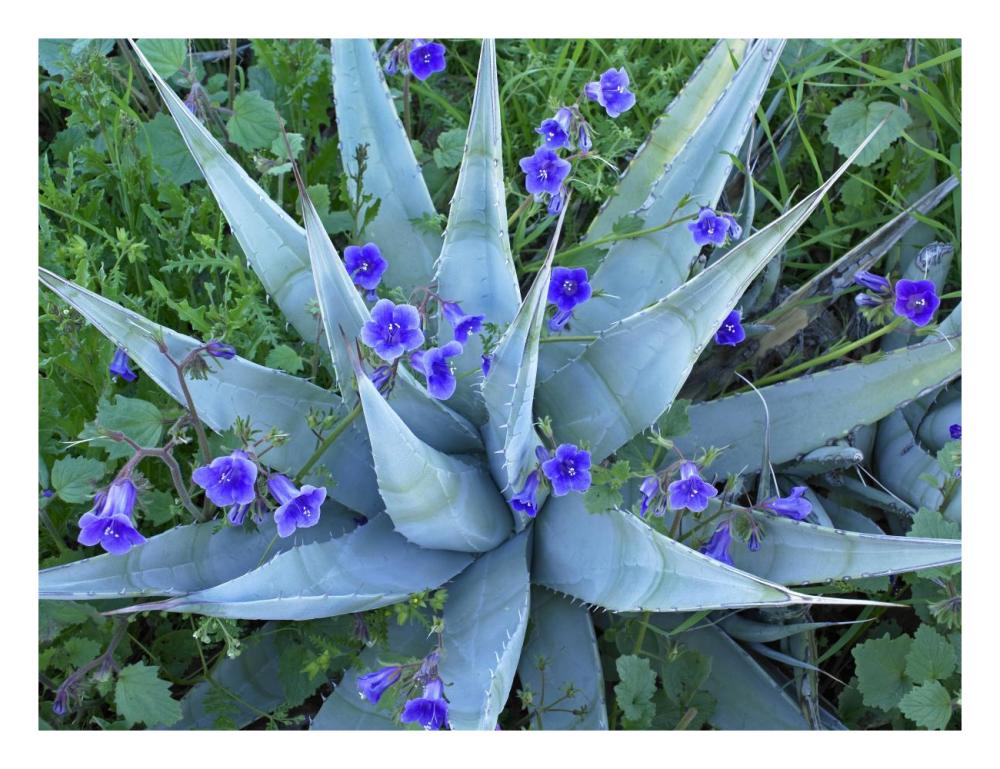 Desert Bluebell And Agave North America-Paper Art-26X20