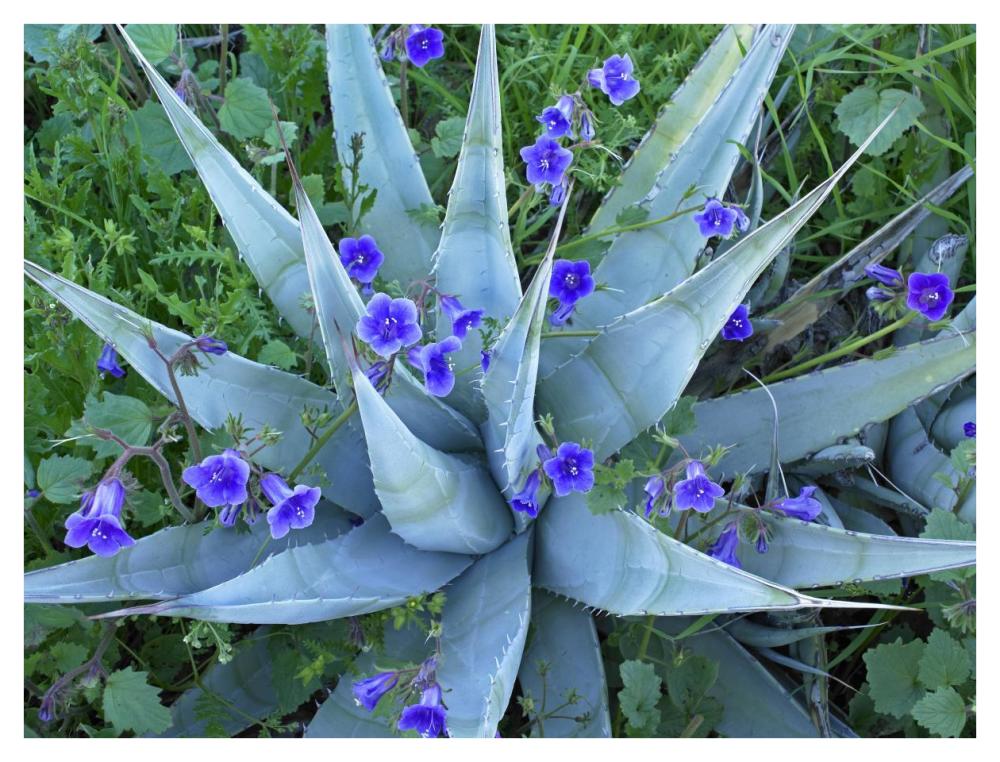 Desert Bluebell And Agave North America-Paper Art-42X32